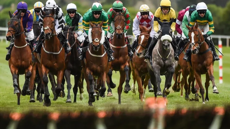 Horses in JP McManus green and gold hoops at the Cheltenham Festival